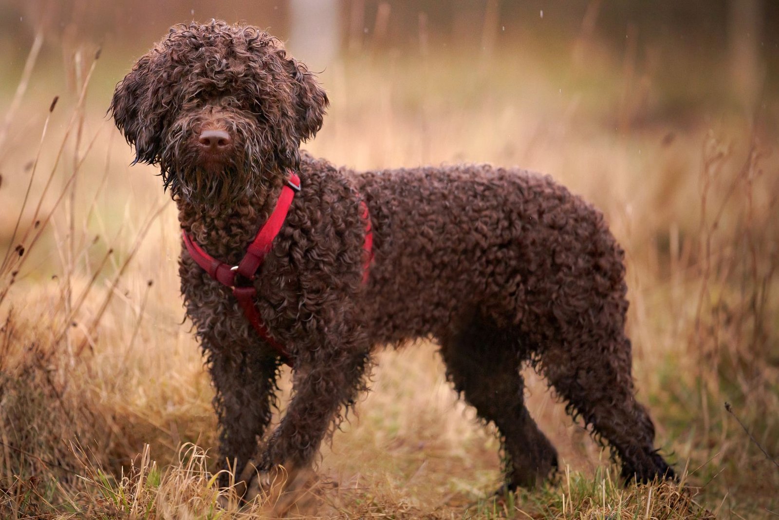 Lagotto Romagnolo is a water dog
