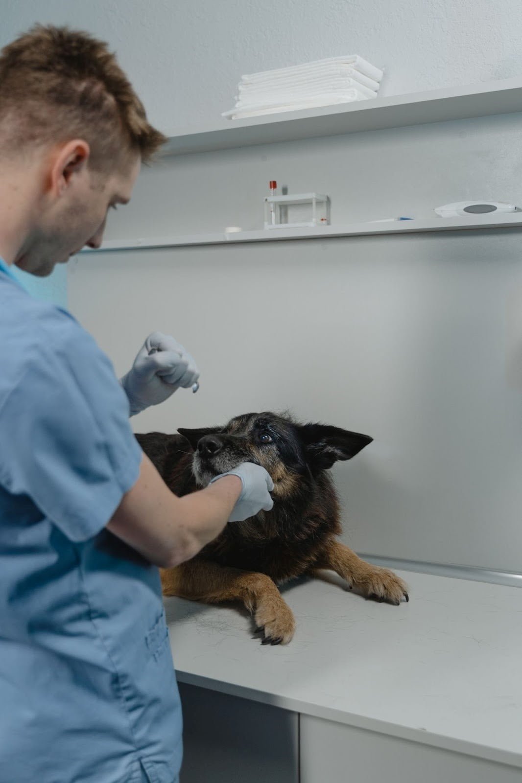 dog at the vet