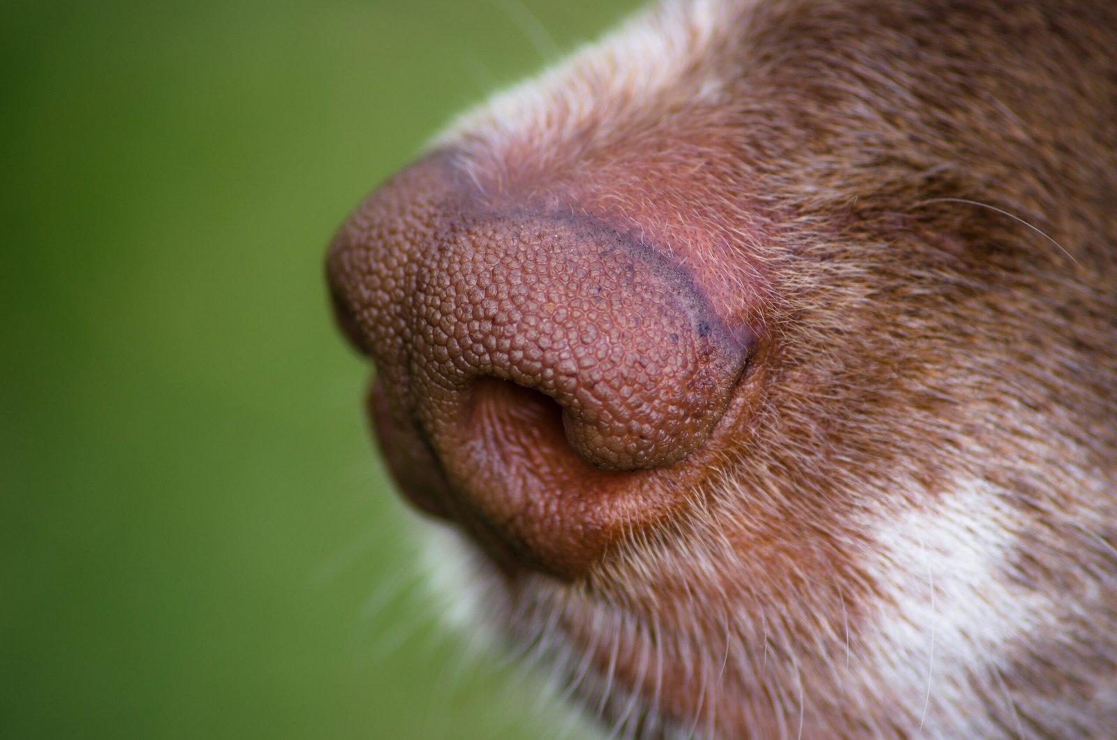 brown dog nose