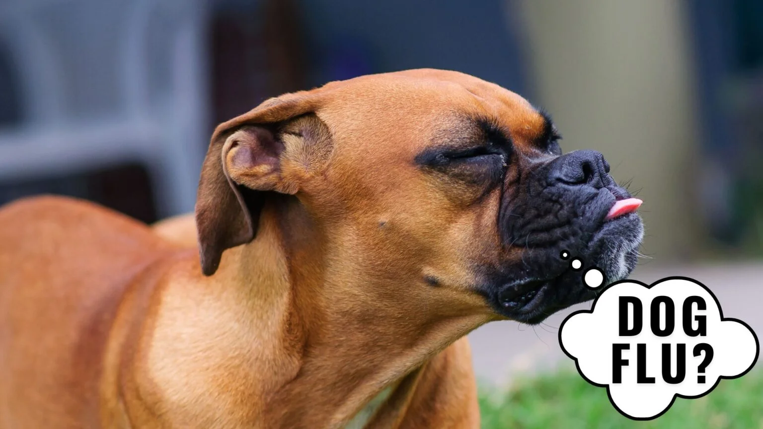CAN MY DOG GET THE FLU