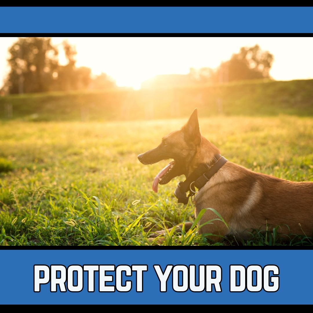 protect your dog at summer