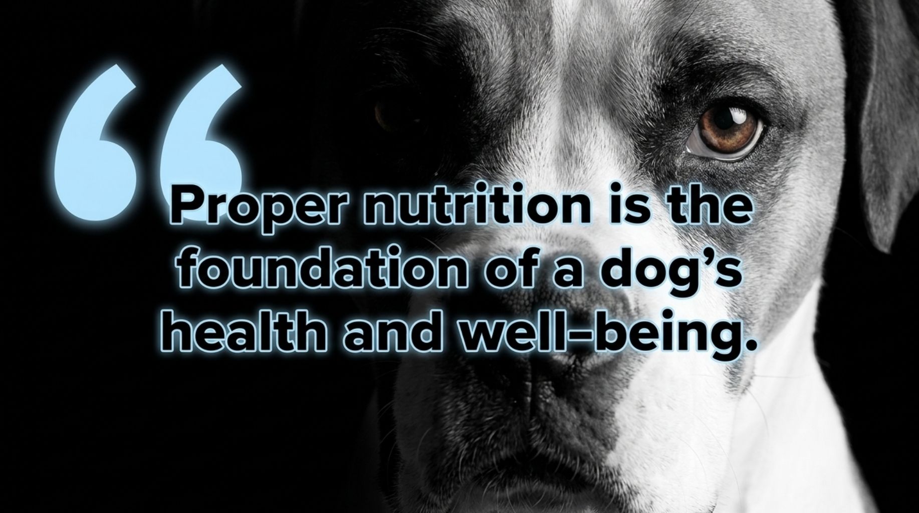 doggozila dog quote