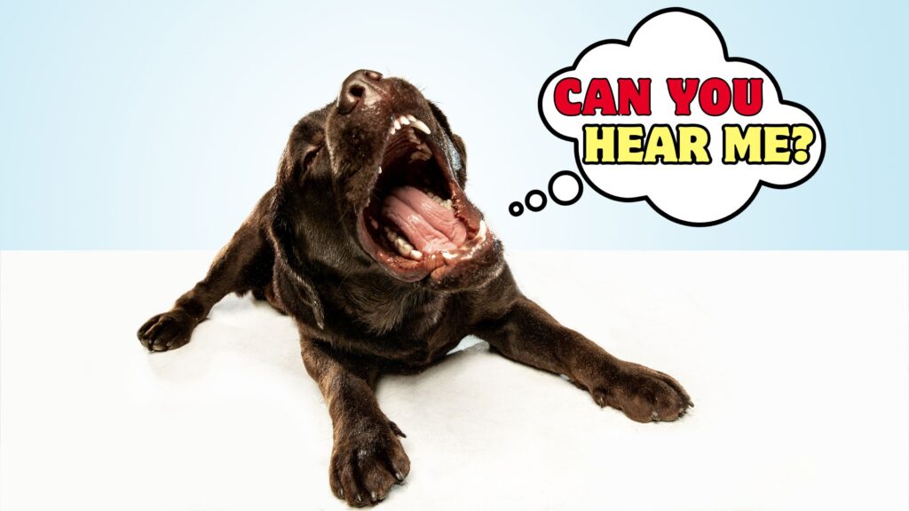 HOW DOGS COMMUNICATE