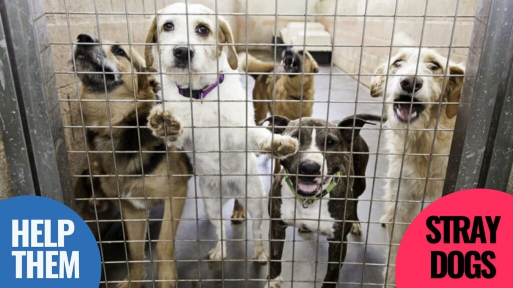 help stray dogs