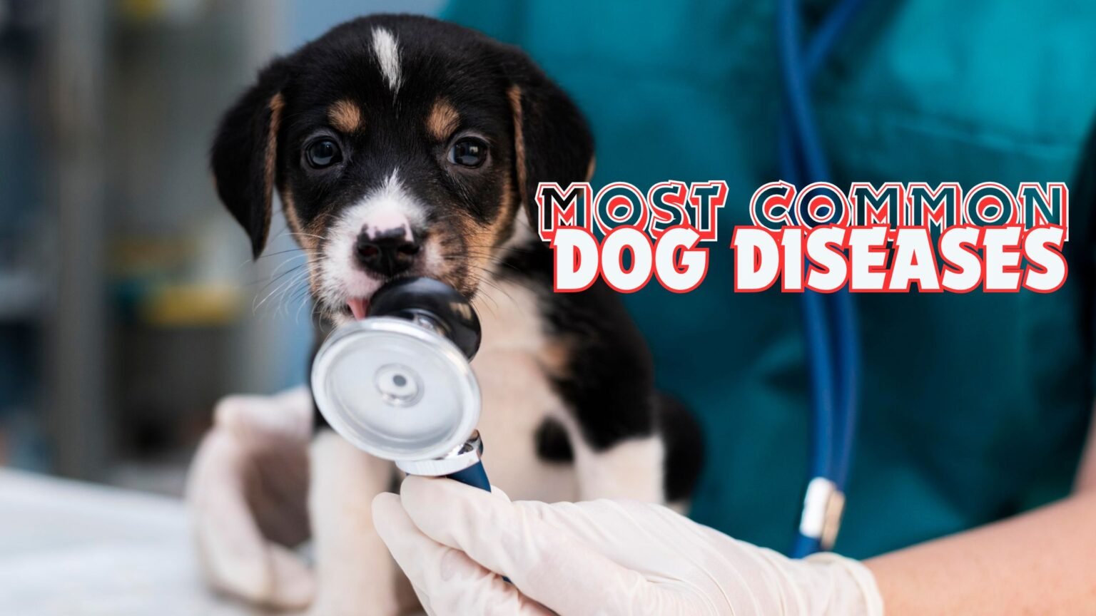 MOST COMMON DOG DISEASES