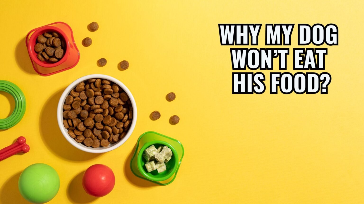 WHY MY DOG WON’T EAT HIS FOOD?