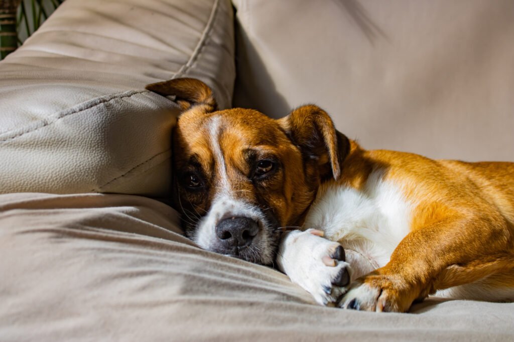 THE MOST LAZY DOG BREEDS - DOGGOZILA