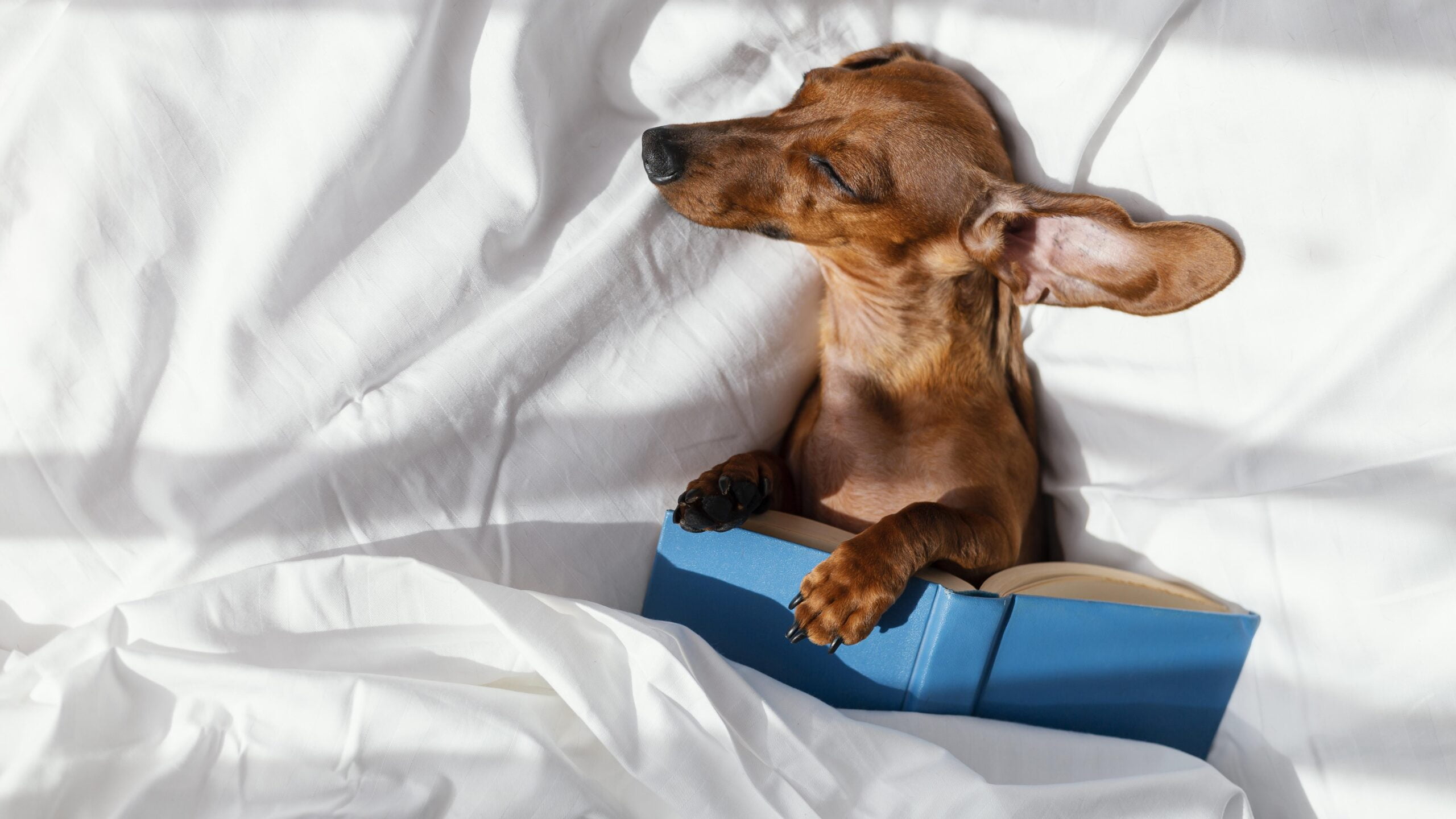 dog sleeping in bed THE MOST LAZY DOG BREEDS