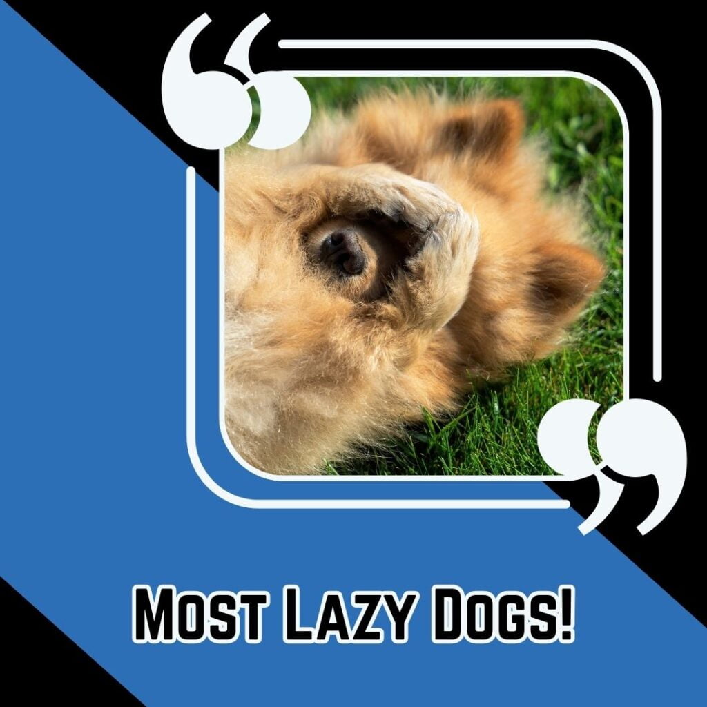 most lazy dogs