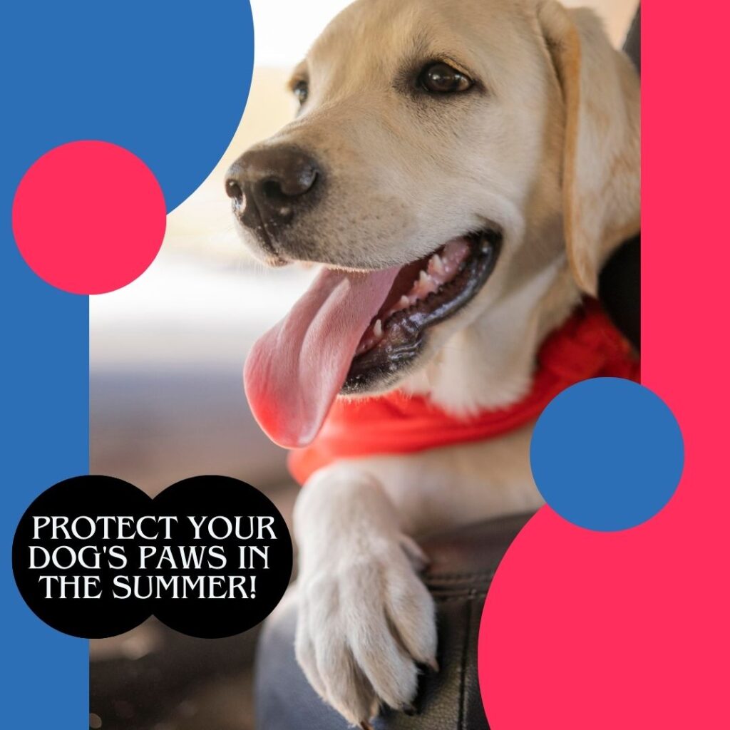 how to protect your dog's paw