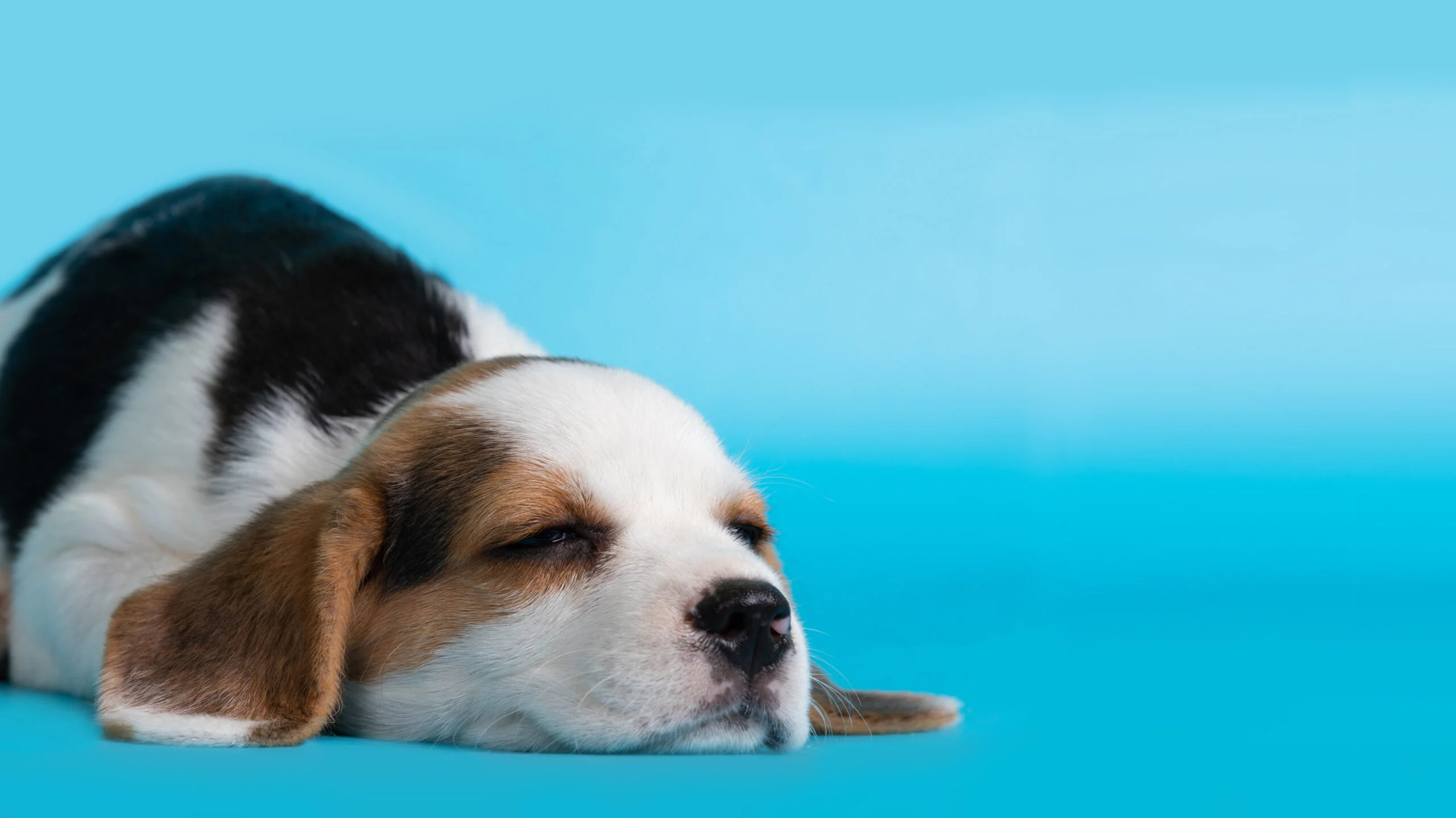 sleeping puppy DOG FAVORITE SLEEPING POSITIONS AND THEIR MEANINGS