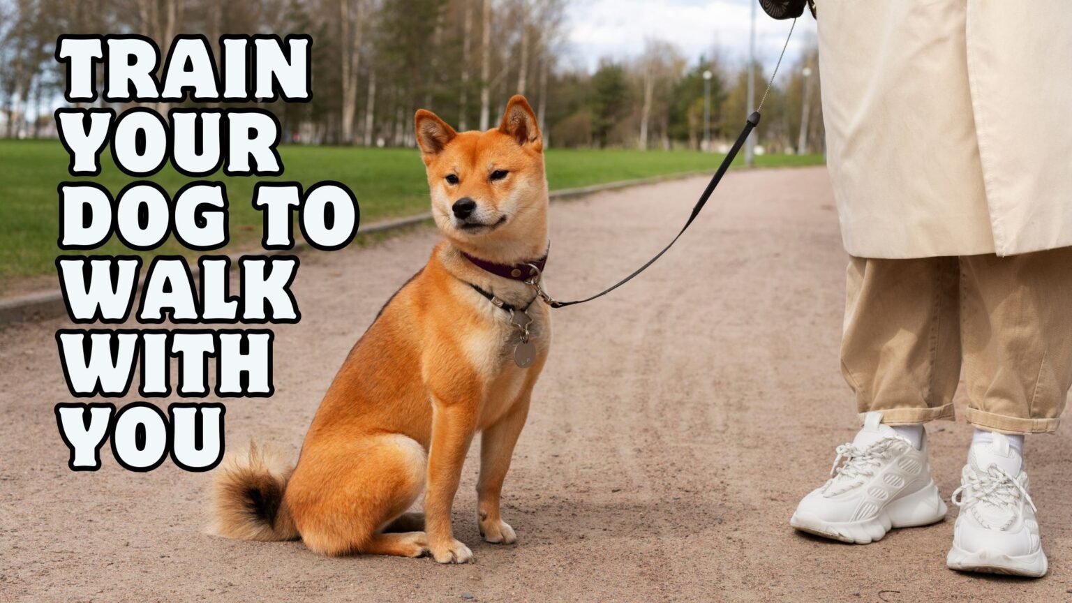 train your dog TO WALK WITH YOU