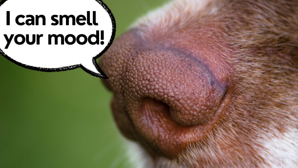 how dogs can smell your mood