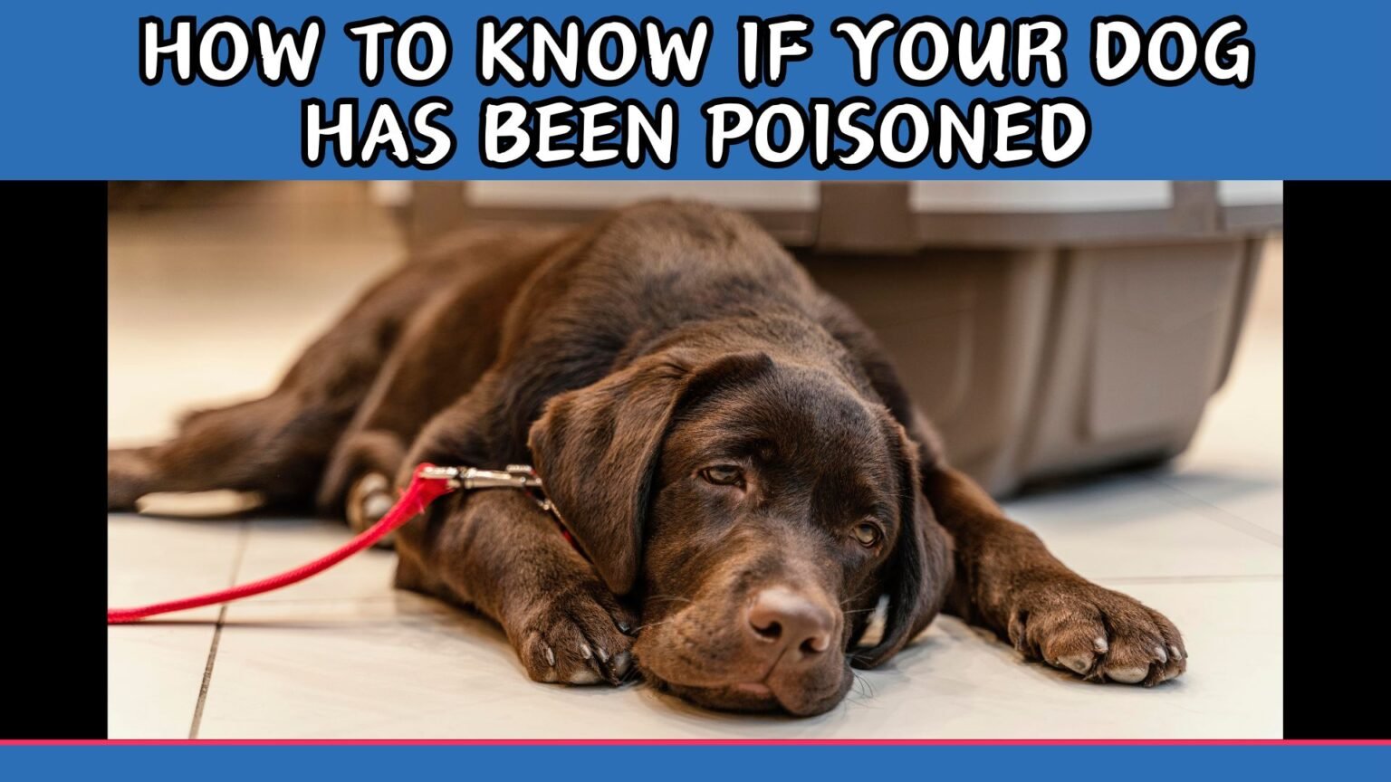 how to know if your dog has been poisoned