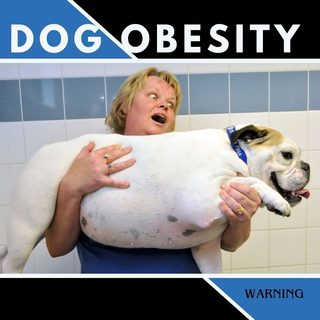 dog obesity