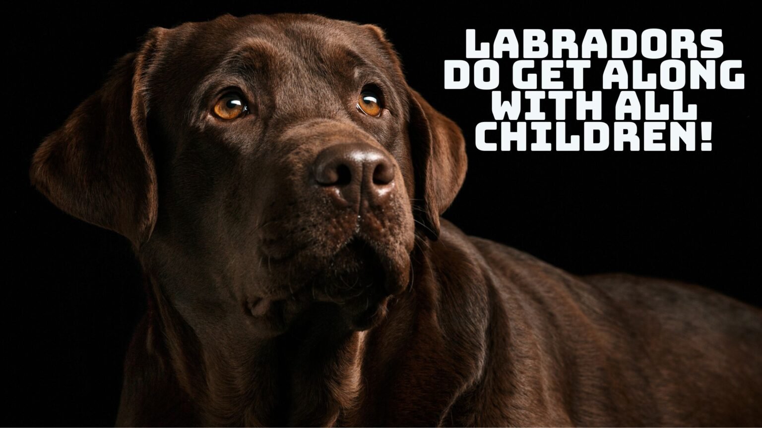 labradors do get along with children