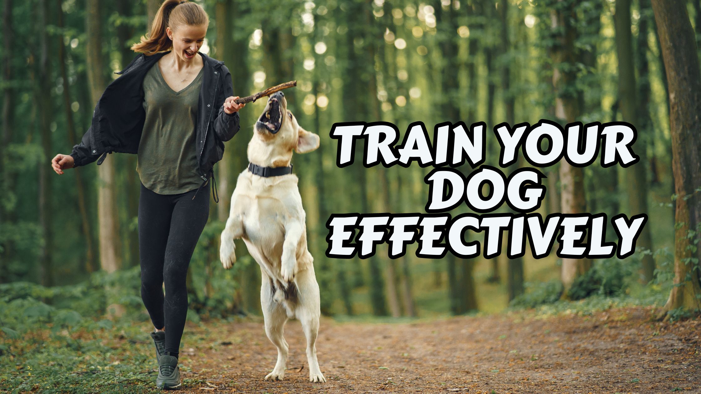 TRAIN YOUR DOG EFFECTIVELY