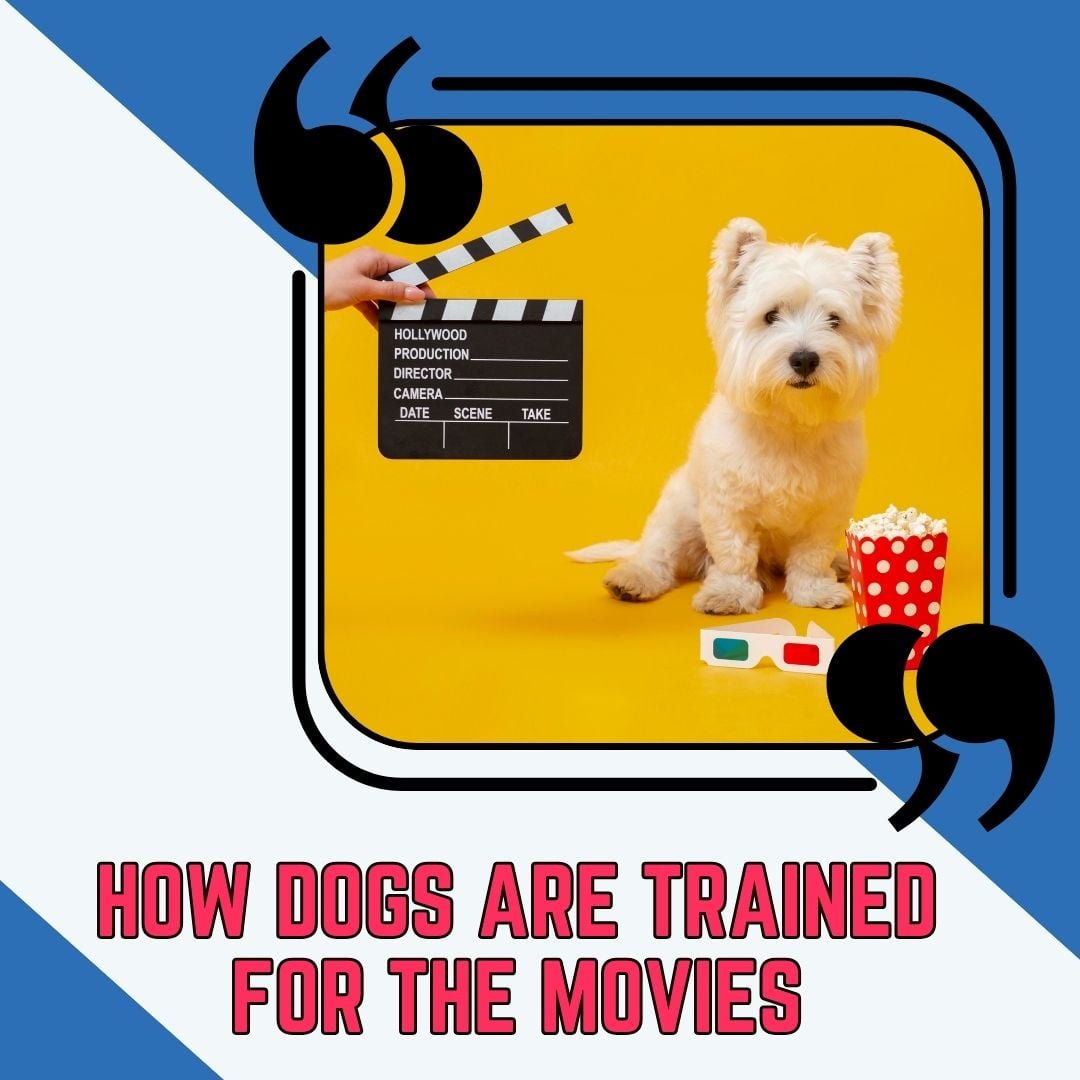 HOW DOGS ARE TRAINED FOR THE MOVIES
