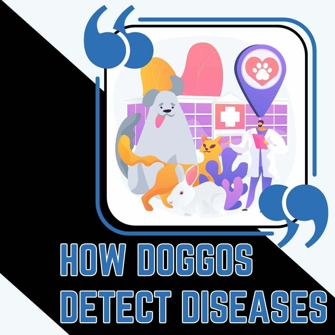 how dogs detect diseases