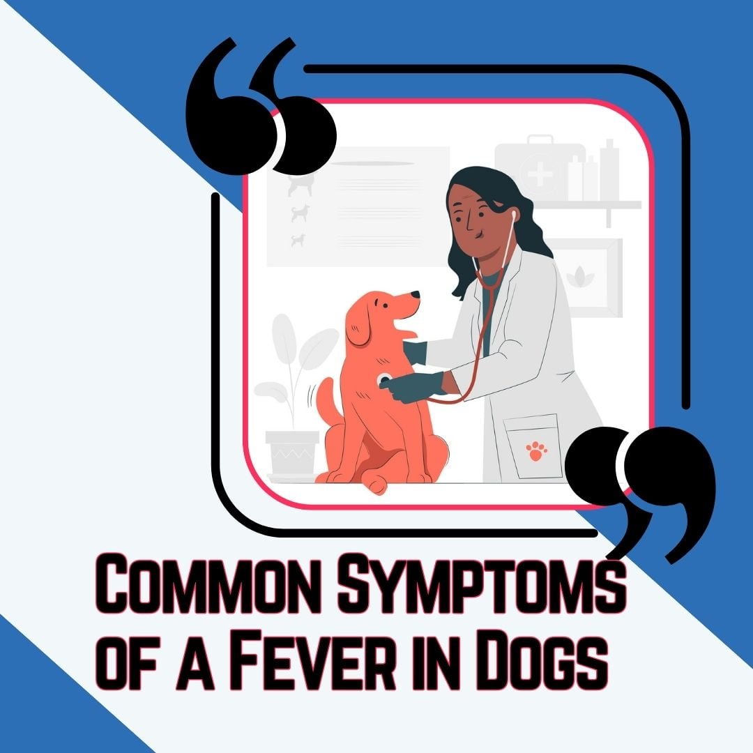 common-symptoms-of-a-fever-in-dogs