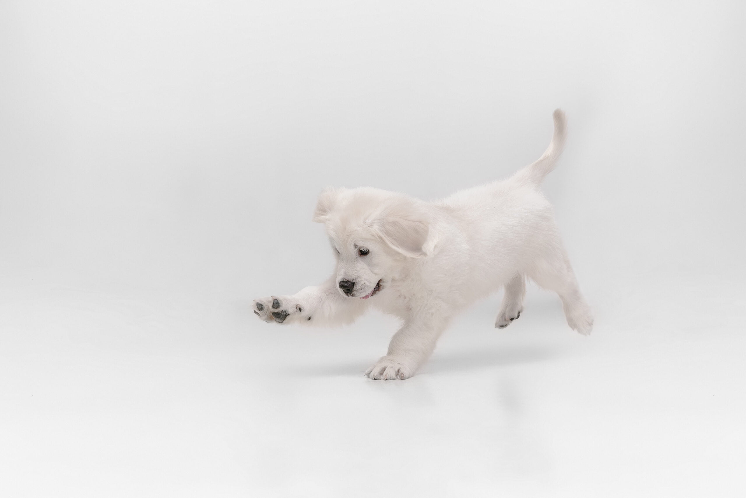 little white puppy