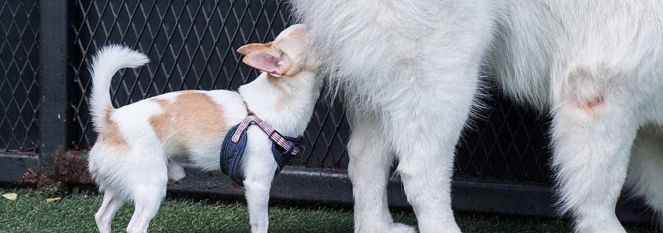 dog sniffing butt