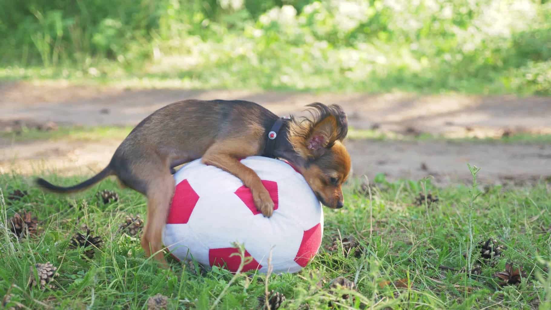 dog humping a ball