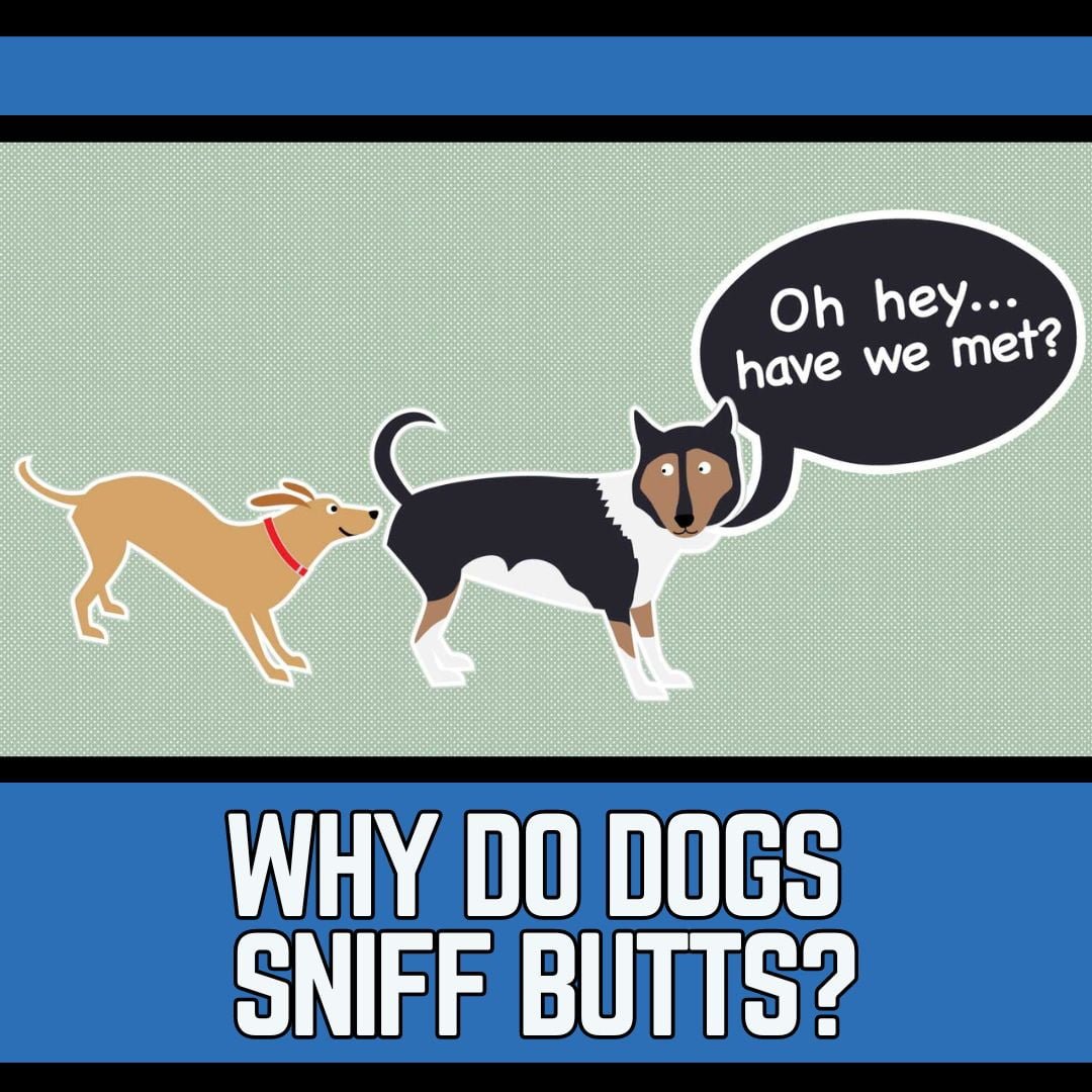 why do dogs sniff butts