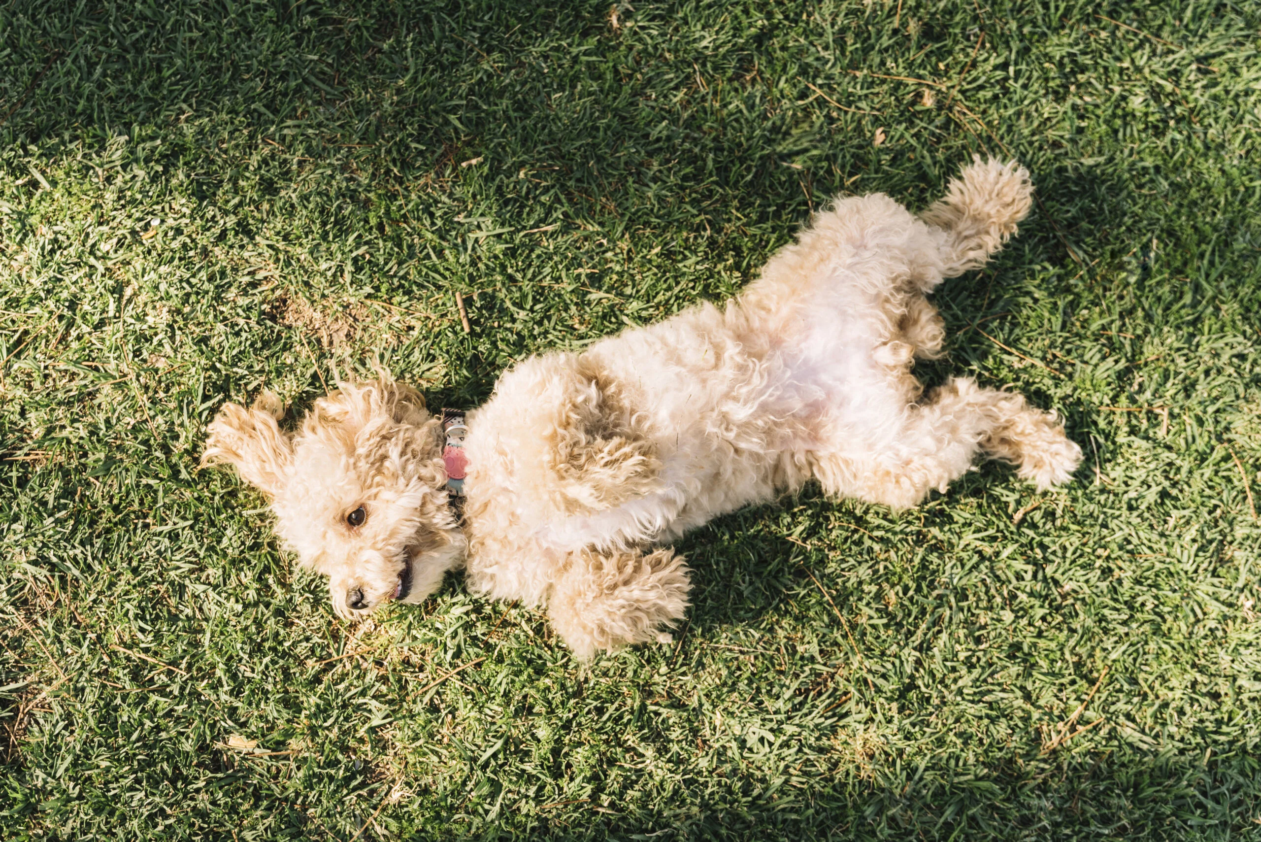 happy-dog-having-fun
