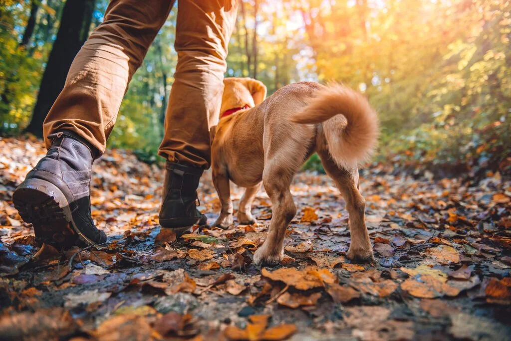 hiking with dog