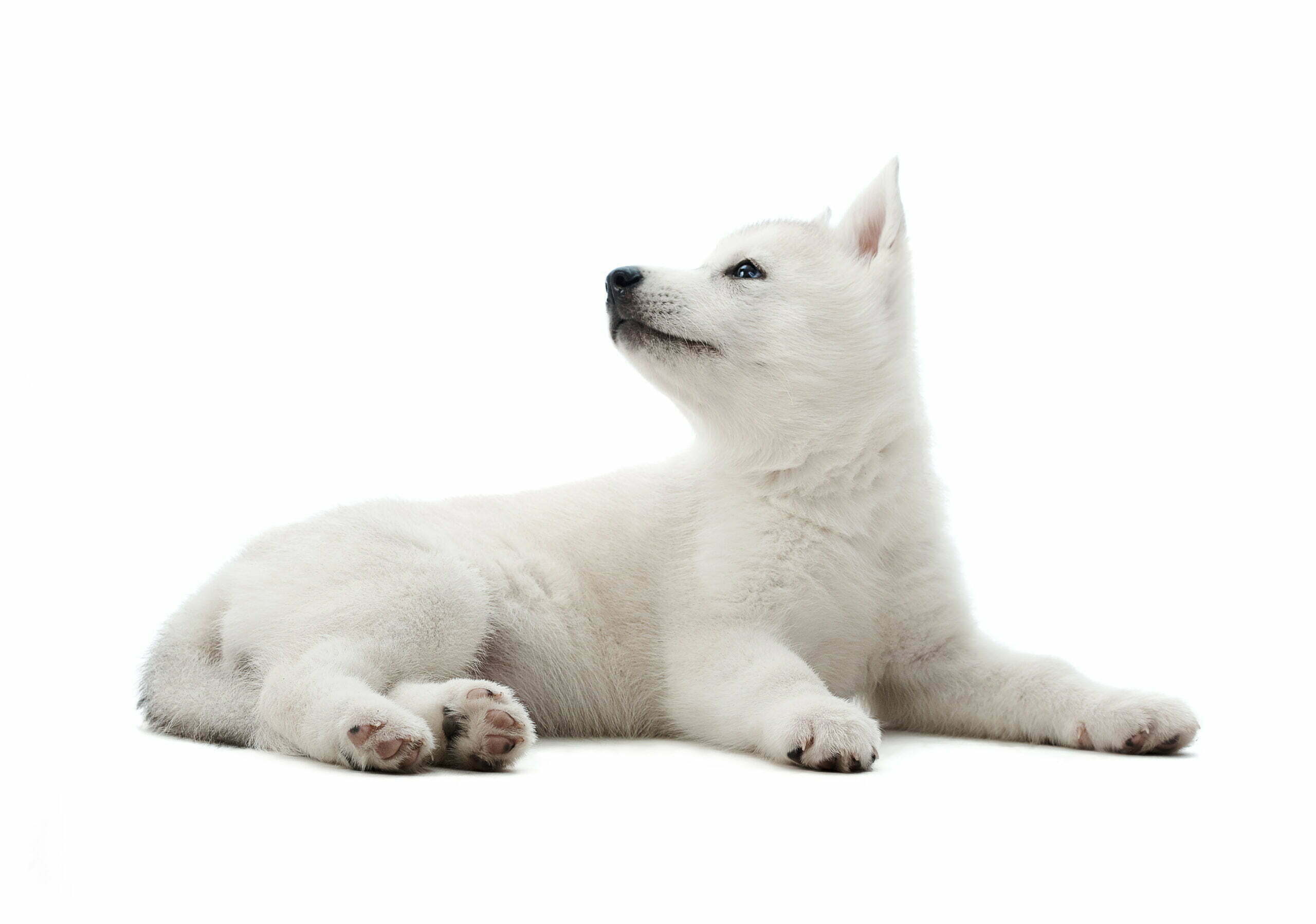 white husky puppy lost his mother
