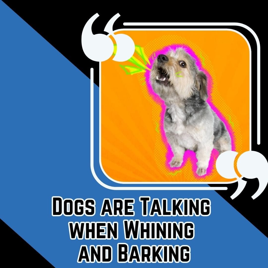 talking dogs