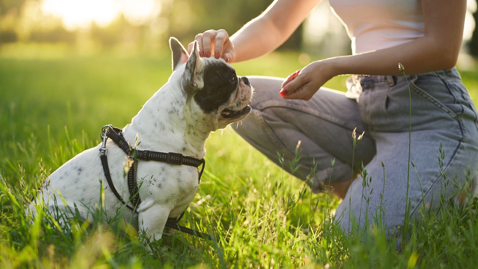 5 THINGS THAT DOGS FIRST NOTICE ABOUT THEIR OWNERS