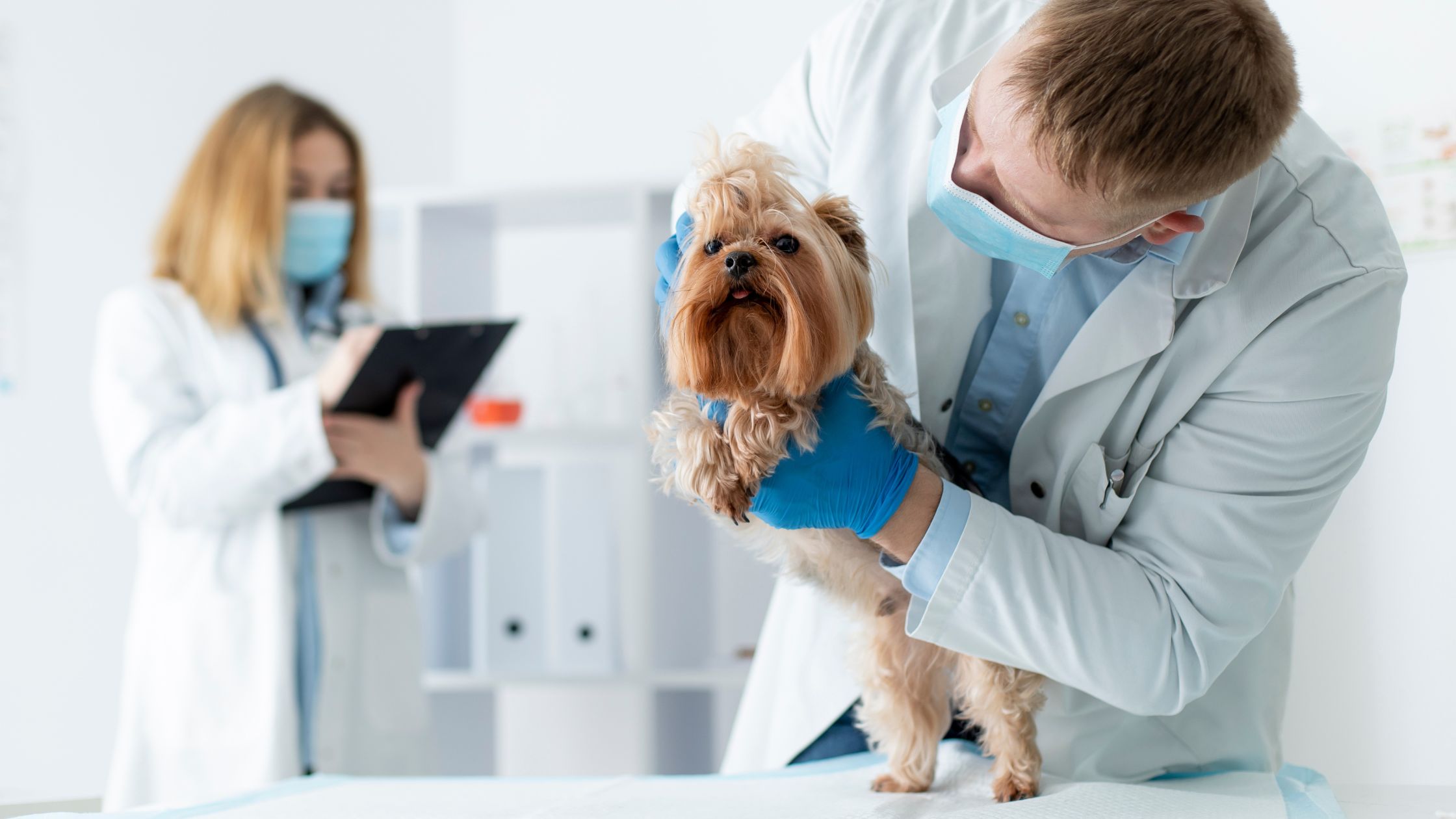 most important veterinary advices