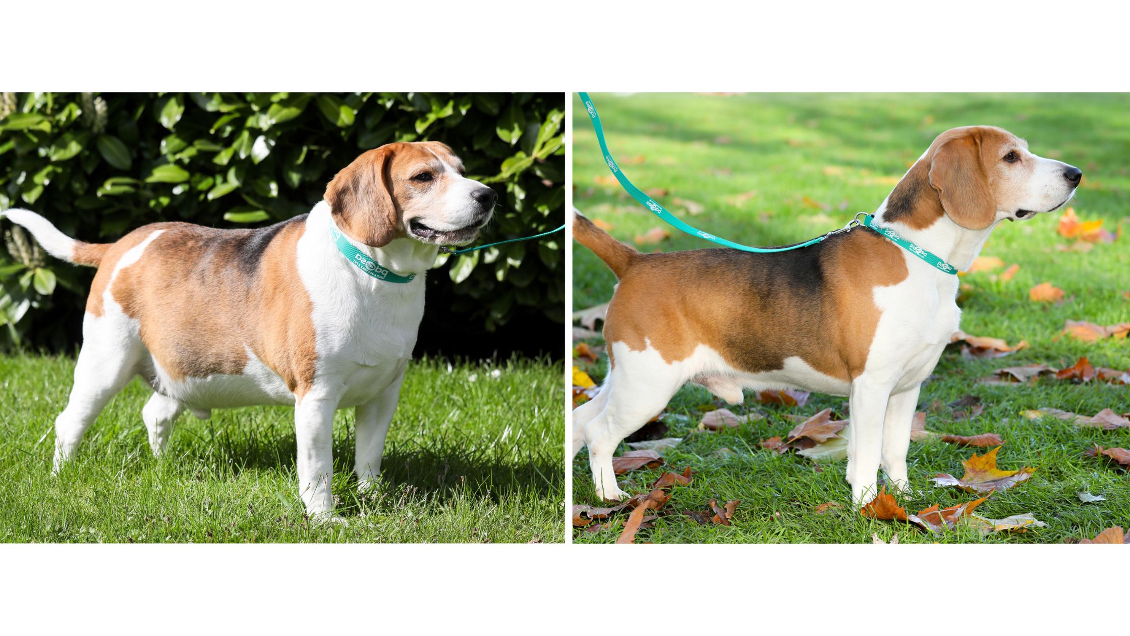 CAUSES AND TACKLING OBESITY IN DOGS