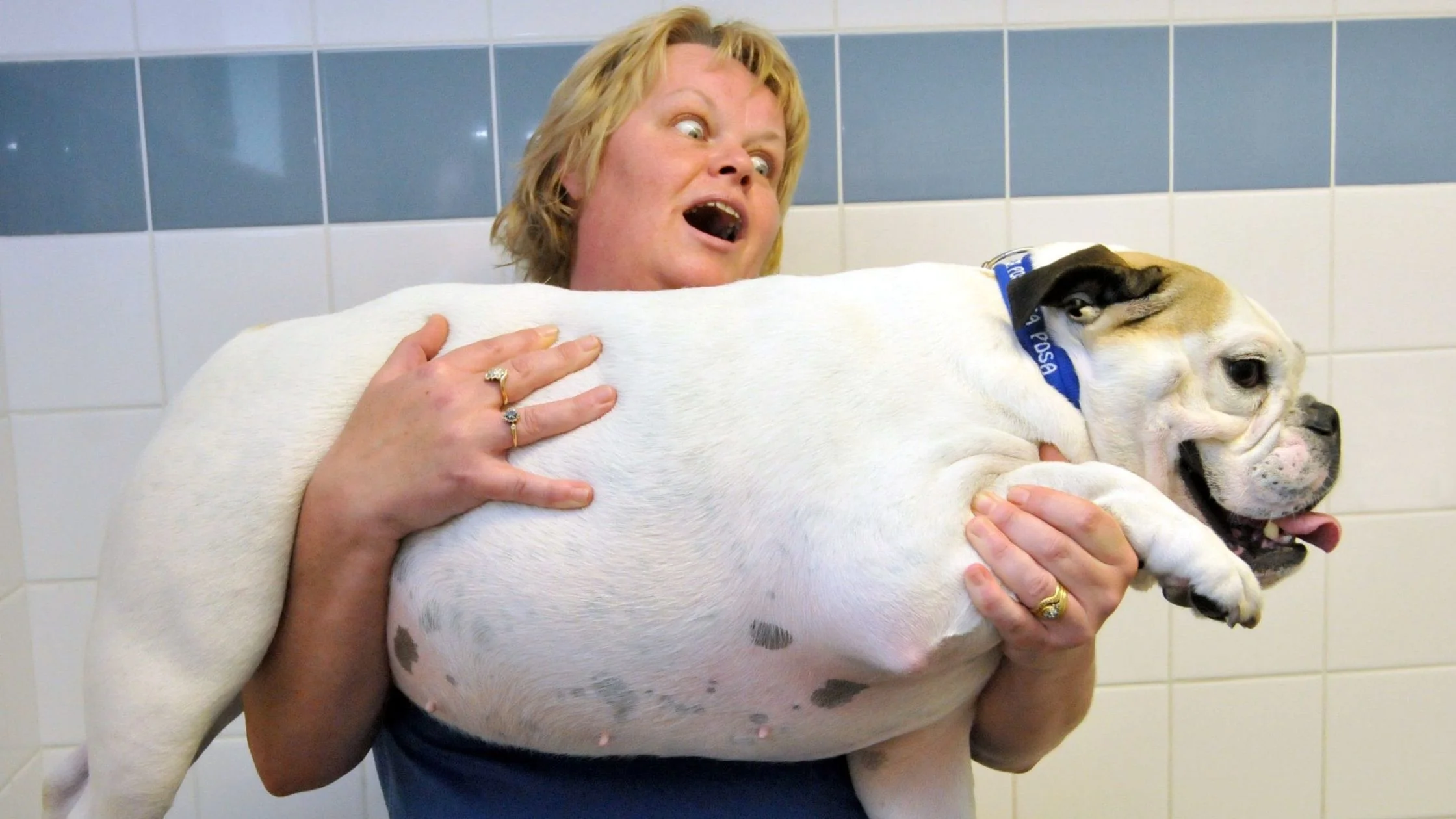 CAUSES AND TACKLING OBESITY IN DOGS