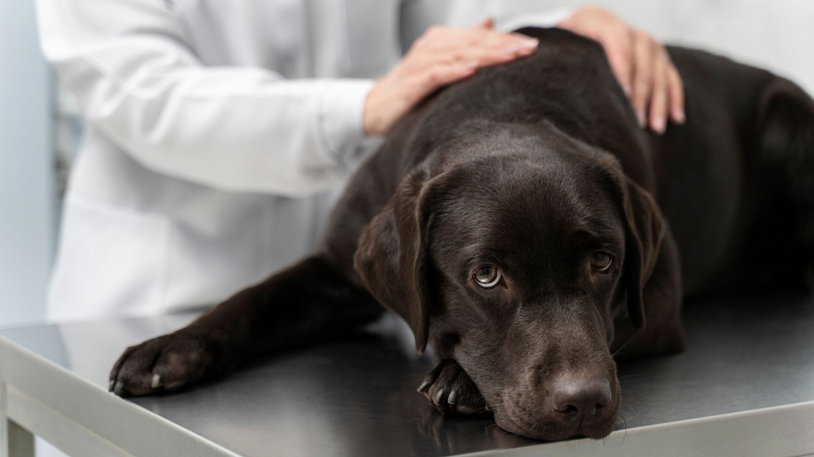 Common misconceptions about dog health