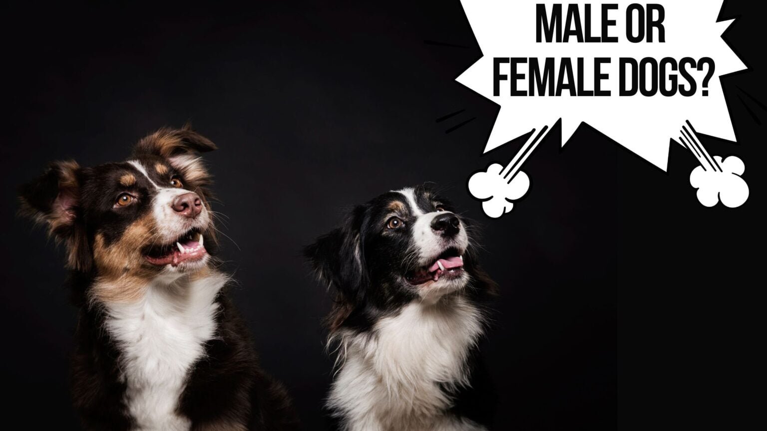 DIFFERENCES BETWEEN MALE AND FEMALE DOGS