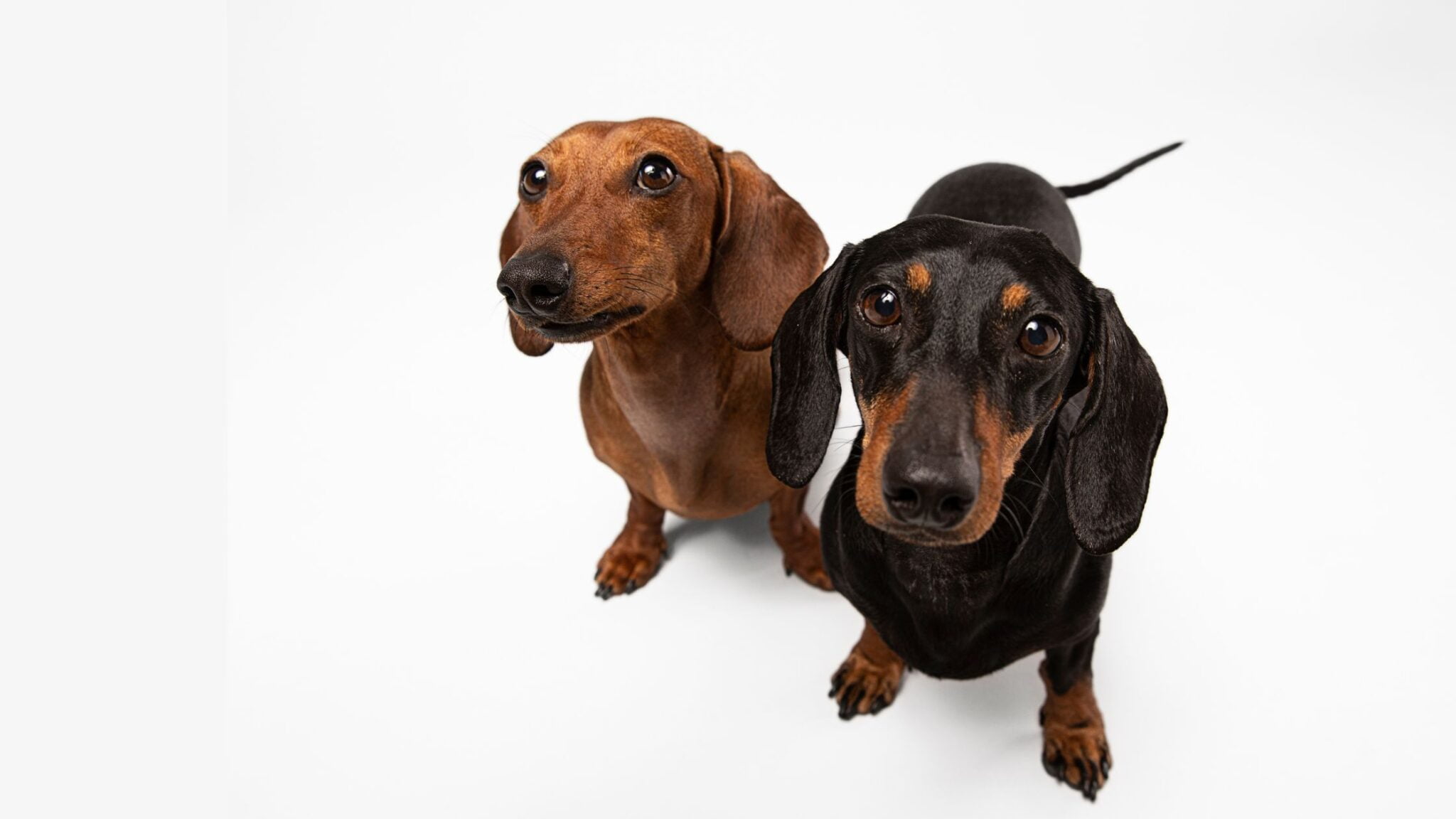 DIFFERENCES BETWEEN MALE AND FEMALE DOGS