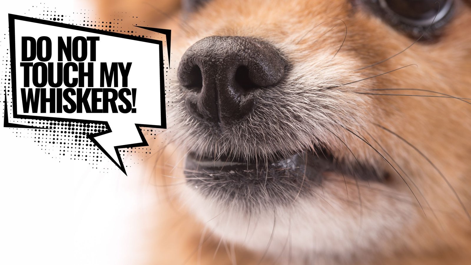 Why Do Dogs Have Whiskers? Evolutionary Tale