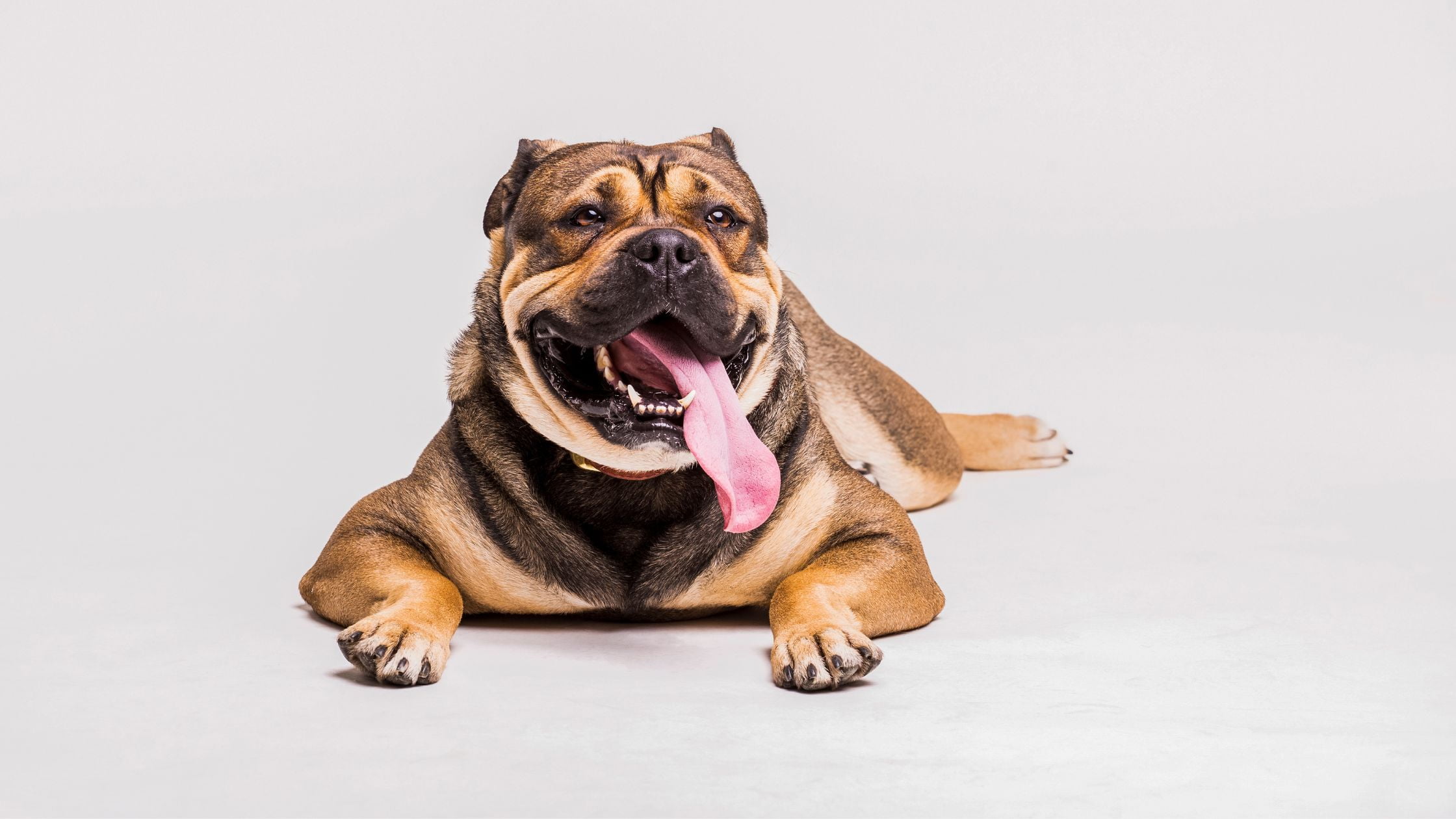HEALTHIEST DOG BREEDS AND CHOOSING DOG'S NAME