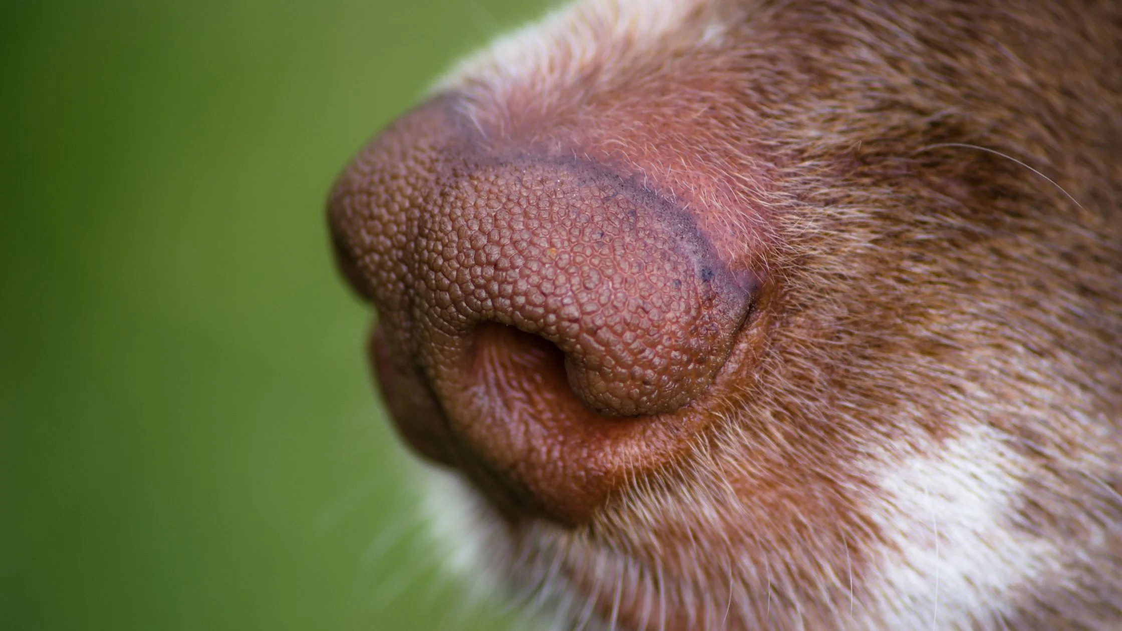 how dogs can smell your mood