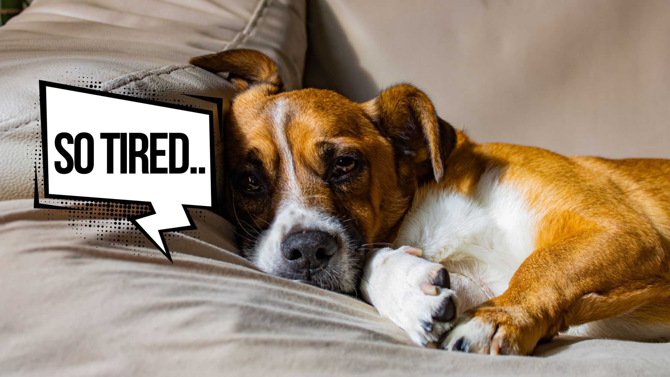 HOW TO KNOW IF YOUR DOG IS TIRED