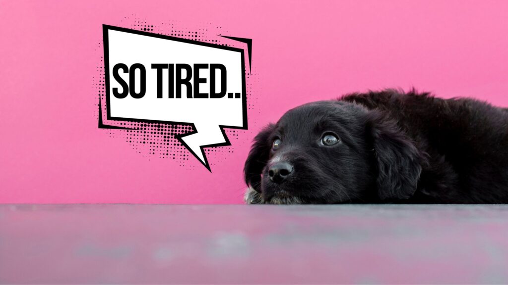 how to know if your dog is tired