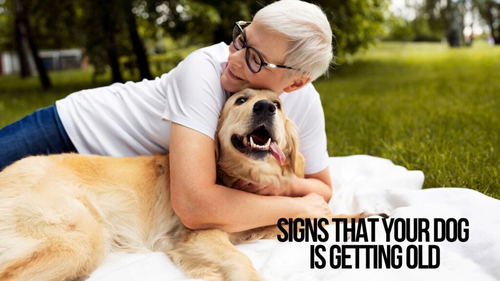 Signs that Your Dog is Getting Old