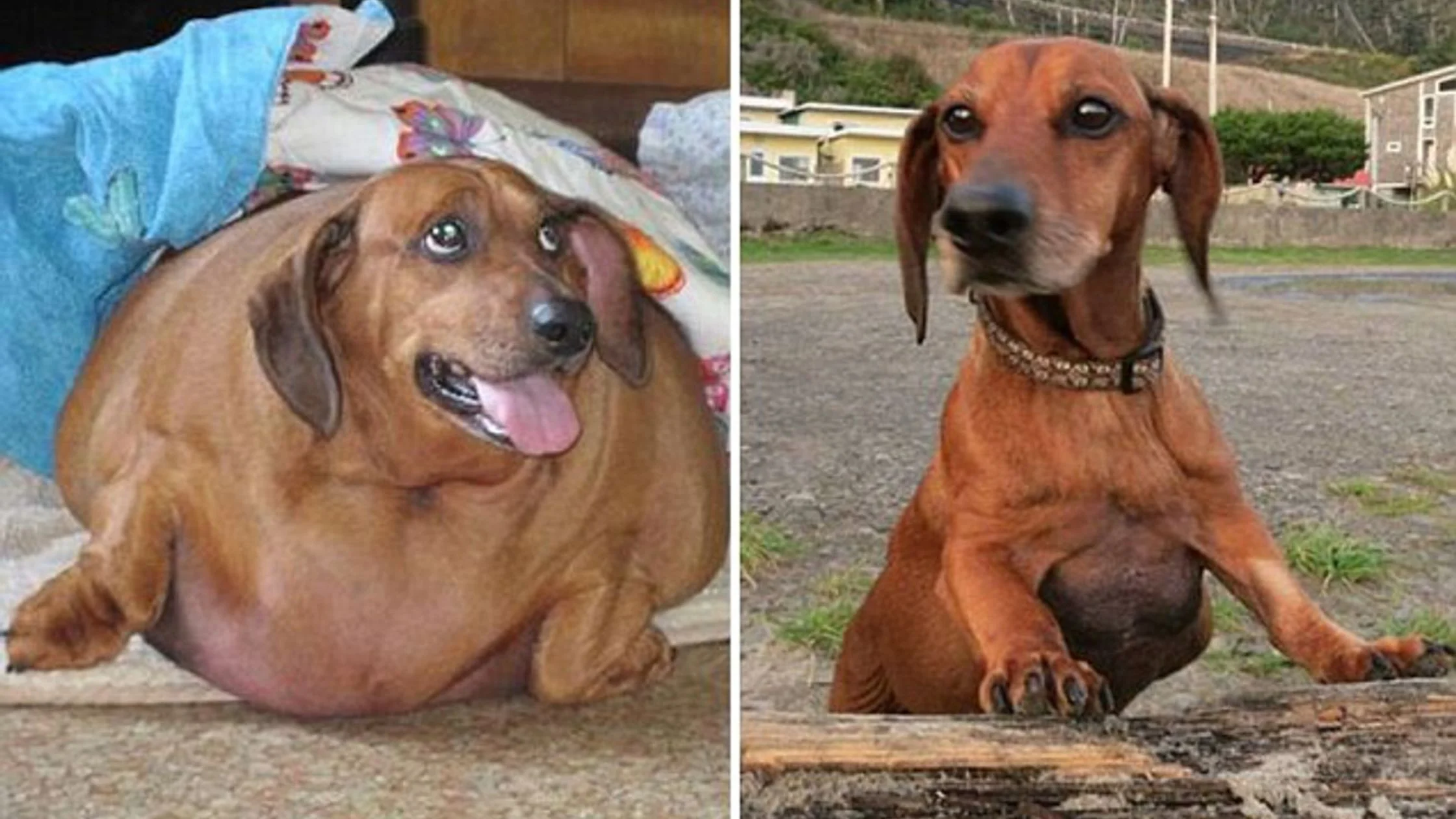 CAUSES AND TACKLING OBESITY IN DOGS