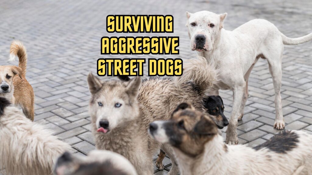 Surviving Aggressive Street Dogs