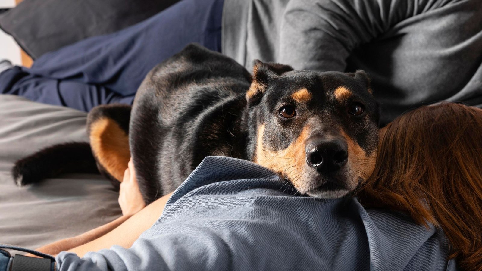 REASONS WHY YOUR DOG HAS A SEPARATION ANXIETY