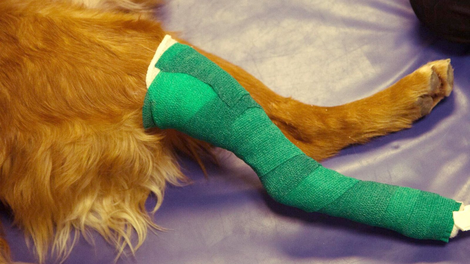 BROKEN BACK LEGS IN DOGS