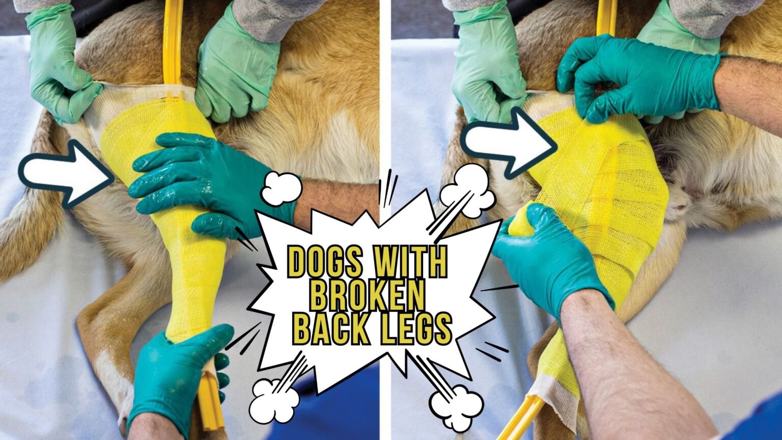 broken back legs in dogs